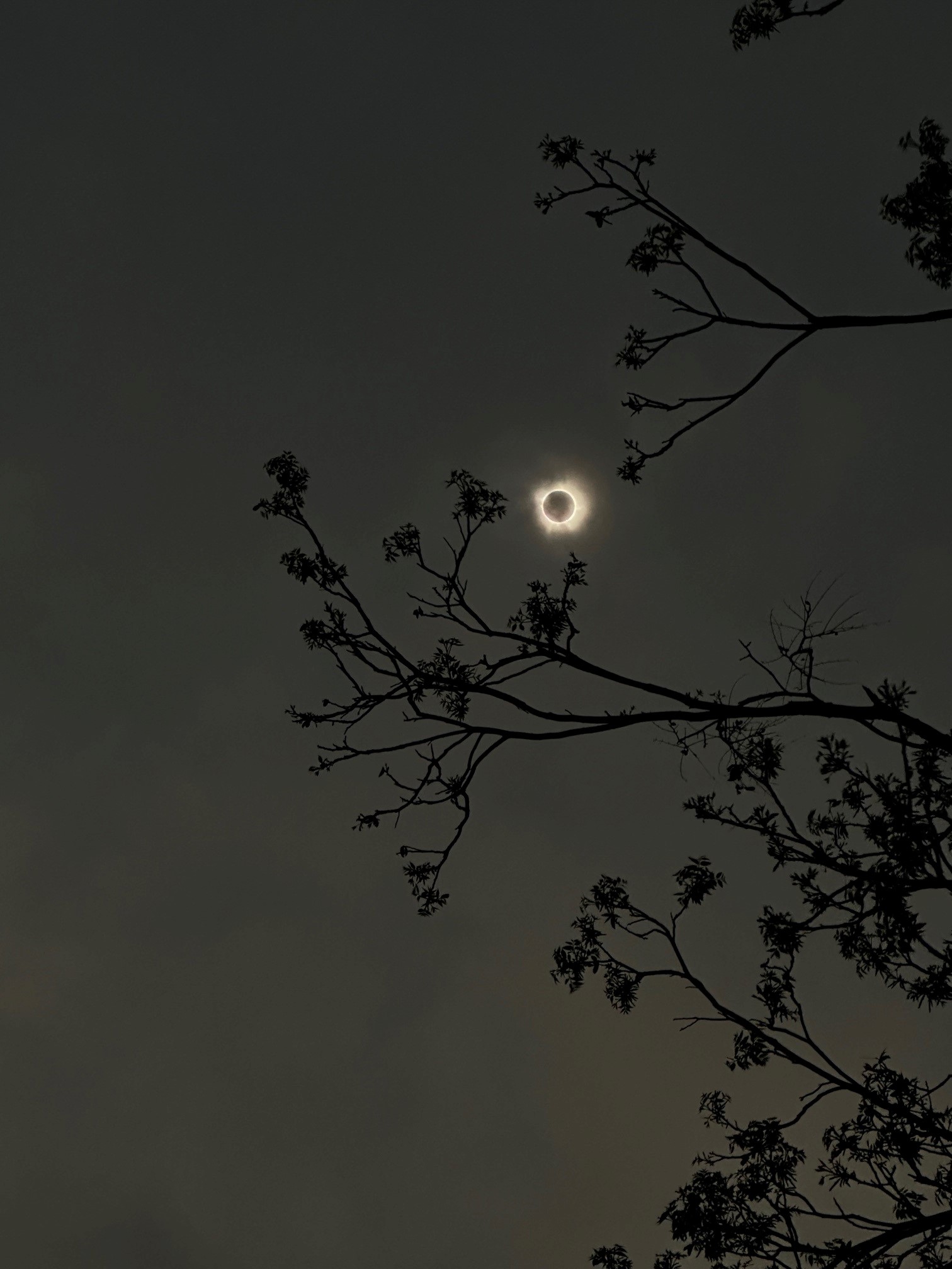 U.S. Solar Eclipse 2024 Photo